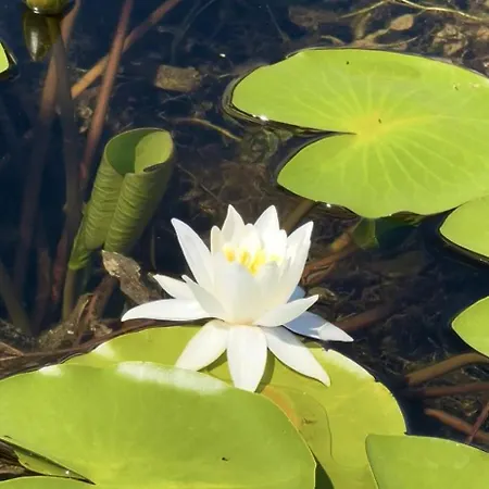 Πανσιόν Aloha House Σκόδρα