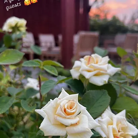 Aloha House Πανσιόν