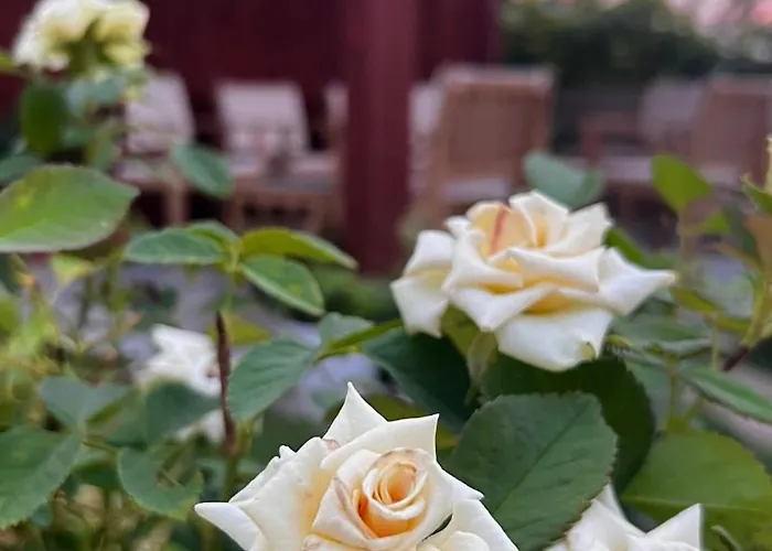 Aloha House Konukevi