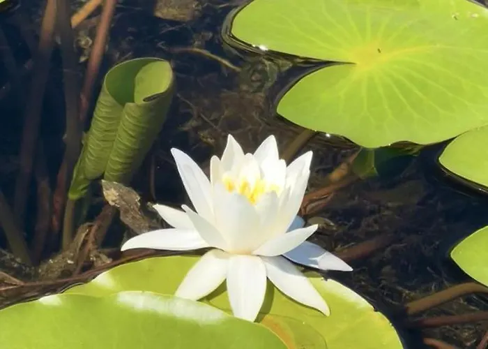 Pensionat Aloha House Shkodër